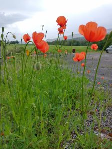 Poppies garage car park